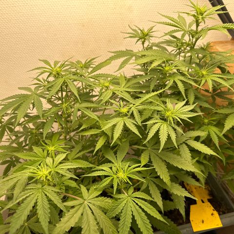 strawberry gorilla auto growlog timeline photo