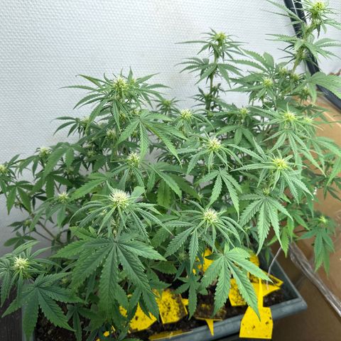 strawberry gorilla auto growlog timeline photo