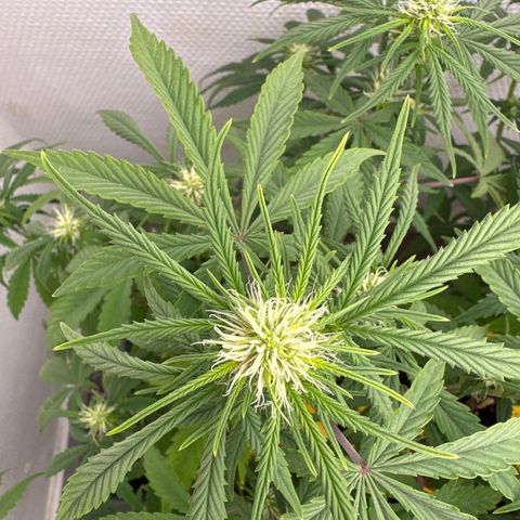 strawberry gorilla auto growlog timeline photo