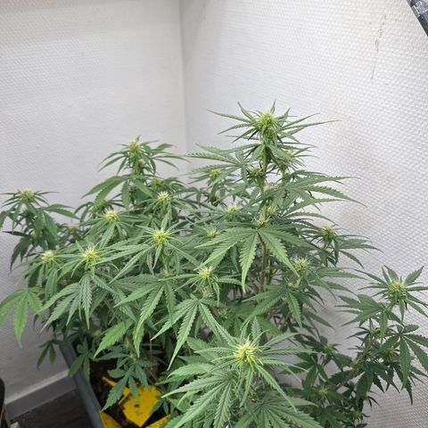 strawberry gorilla auto growlog timeline photo