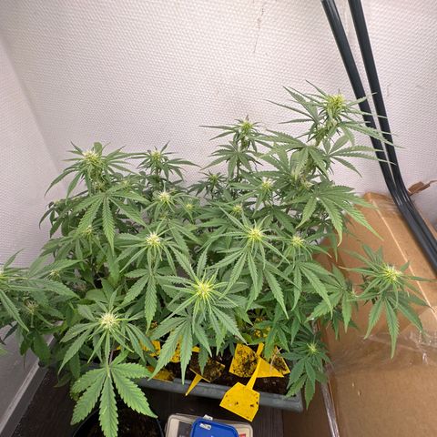 strawberry gorilla auto growlog timeline photo