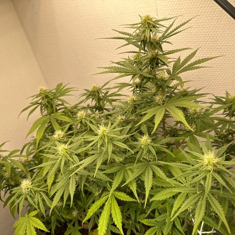 strawberry gorilla auto growlog timeline photo