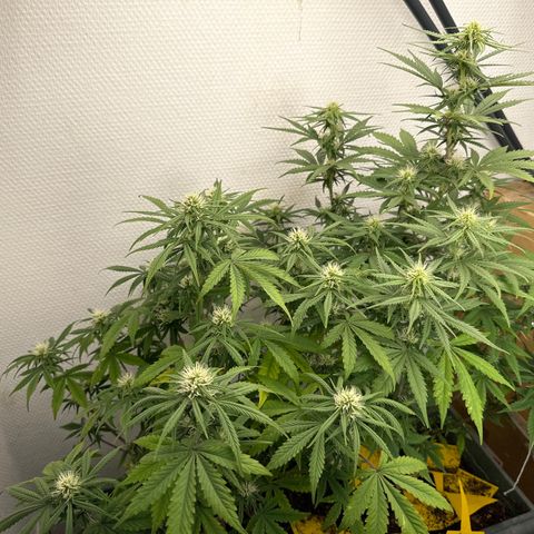 strawberry gorilla auto growlog timeline photo