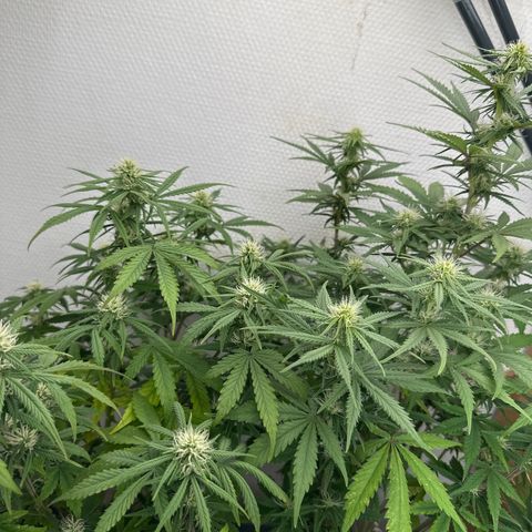 strawberry gorilla auto growlog timeline photo