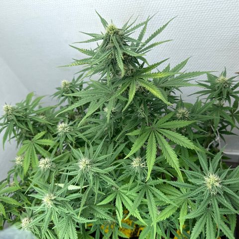 strawberry gorilla auto growlog timeline photo