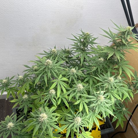 strawberry gorilla auto growlog timeline photo