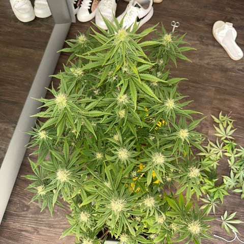 strawberry gorilla auto growlog timeline photo