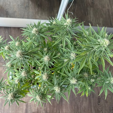 strawberry gorilla auto growlog timeline photo