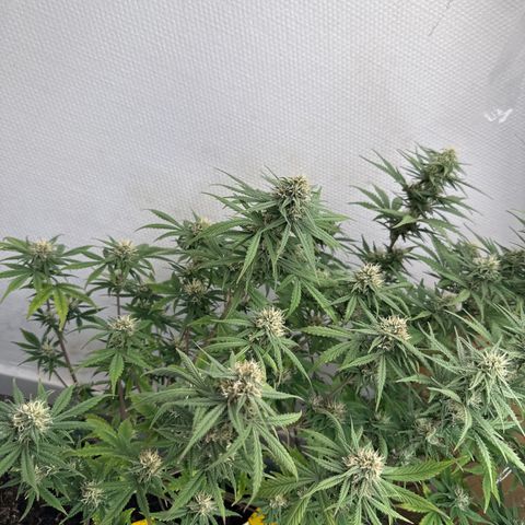 strawberry gorilla auto growlog timeline photo