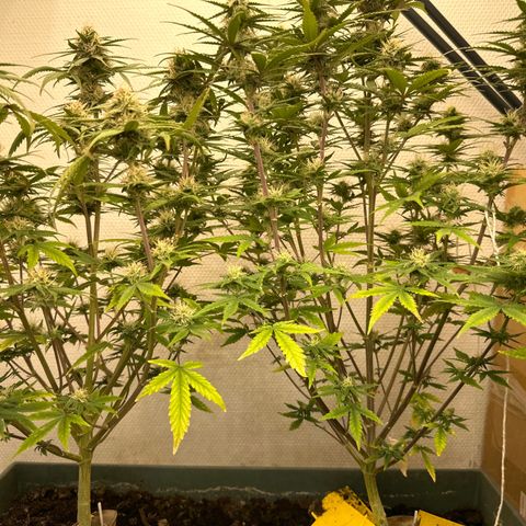 strawberry gorilla auto growlog timeline photo