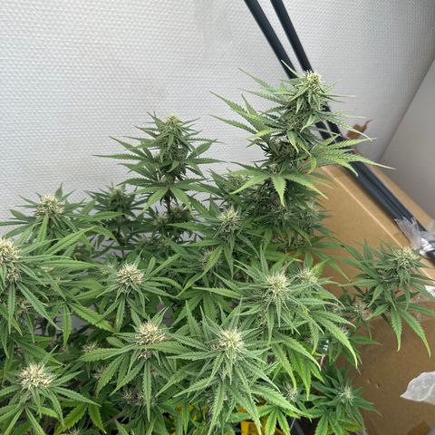 strawberry gorilla auto growlog timeline photo