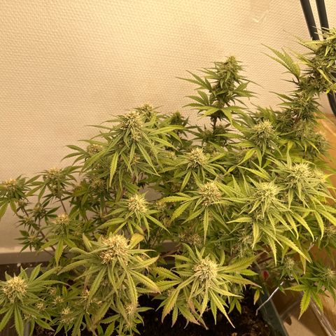strawberry gorilla auto growlog timeline photo