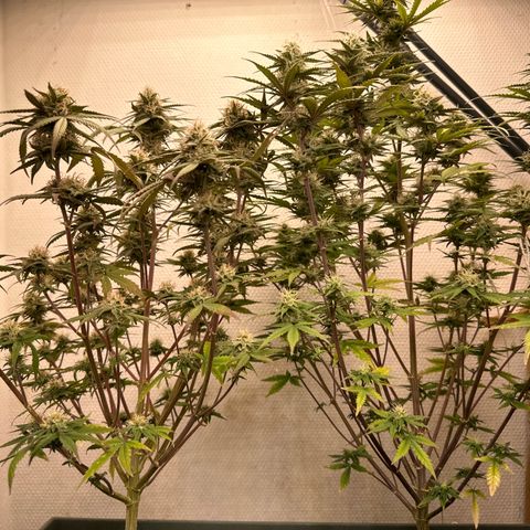 strawberry gorilla auto growlog timeline photo