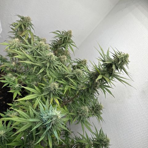 strawberry gorilla auto growlog timeline photo