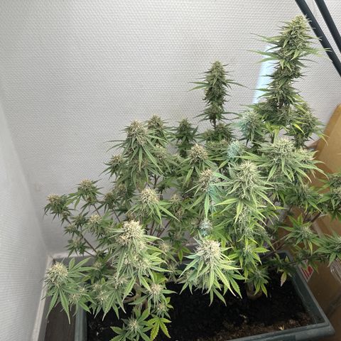 strawberry gorilla auto growlog timeline photo