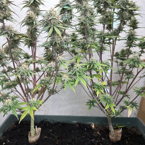 strawberry gorilla auto growlog timeline photo