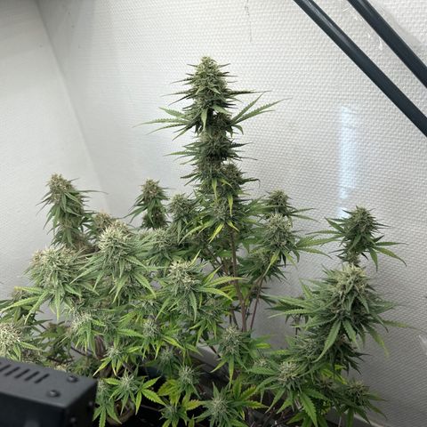 strawberry gorilla auto growlog timeline photo
