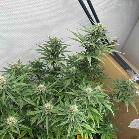 strawberry gorilla auto growlog timeline photo