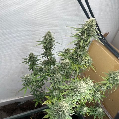 strawberry gorilla auto growlog timeline photo