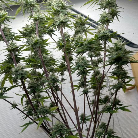 strawberry gorilla auto growlog timeline photo