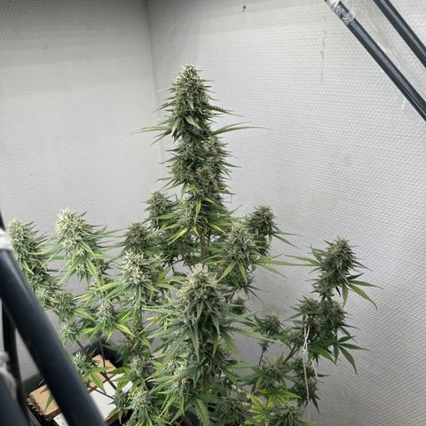 strawberry gorilla auto growlog timeline photo