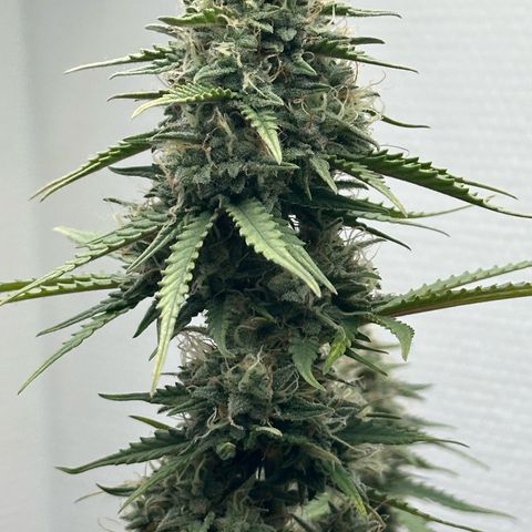 strawberry gorilla auto growlog timeline photo