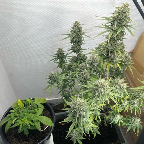 strawberry gorilla auto growlog timeline photo