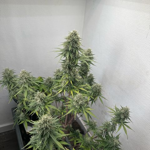 strawberry gorilla auto growlog timeline photo
