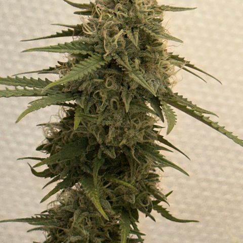 strawberry gorilla auto growlog timeline photo