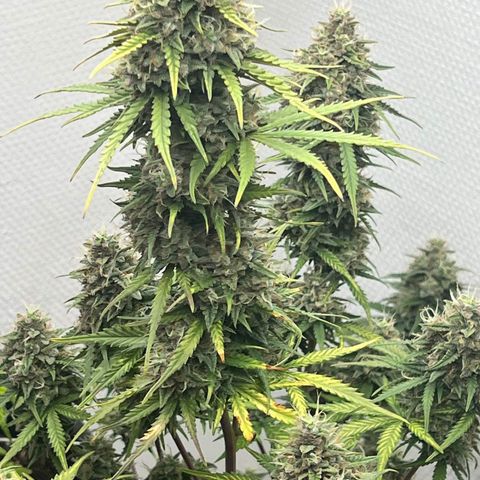 strawberry gorilla auto growlog timeline photo