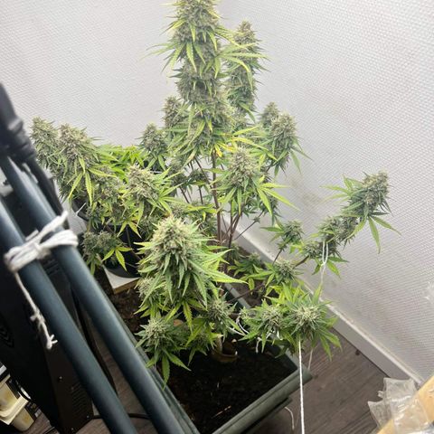 strawberry gorilla auto growlog timeline photo