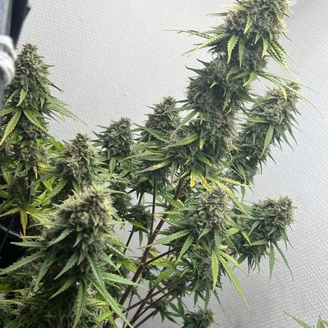 strawberry gorilla auto growlog timeline photo