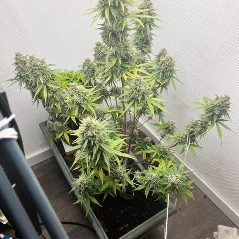 strawberry gorilla auto growlog timeline photo