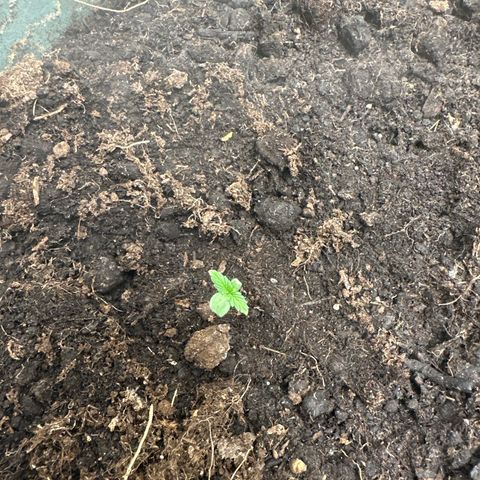Strawberry Banana Auto growlog timeline photo