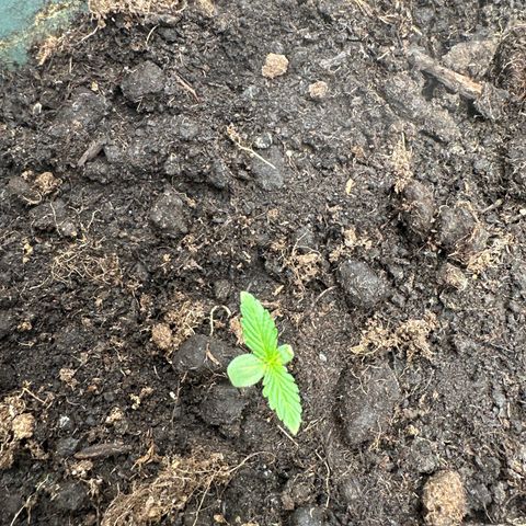 Strawberry Banana Auto growlog timeline photo