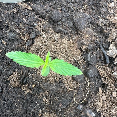 Strawberry Banana Auto growlog timeline photo
