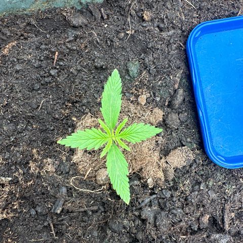 Strawberry Banana Auto growlog timeline photo