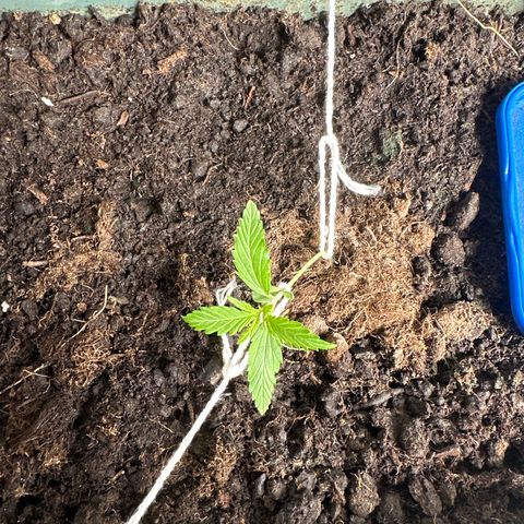 Strawberry Banana Auto growlog timeline photo