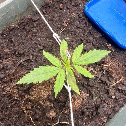 Strawberry Banana Auto growlog timeline photo