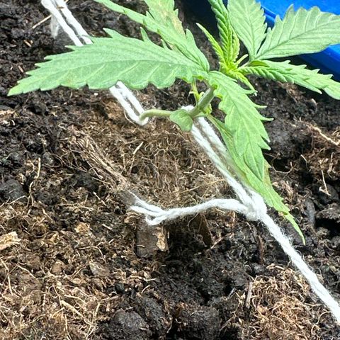 Strawberry Banana Auto growlog timeline photo