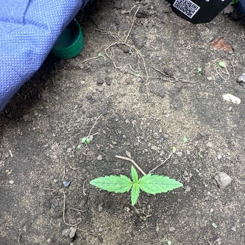 Gorilla Cookies Auto growlog timeline photo