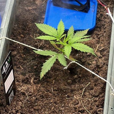 Strawberry Banana Auto growlog timeline photo