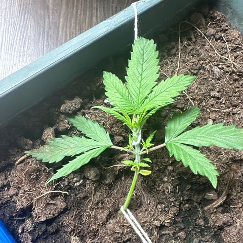 Strawberry Banana Auto growlog timeline photo