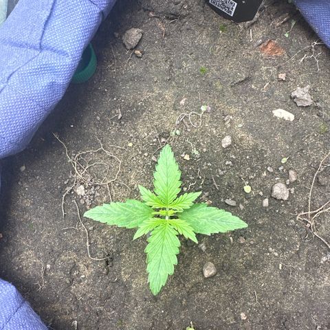 Gorilla Cookies Auto growlog timeline photo