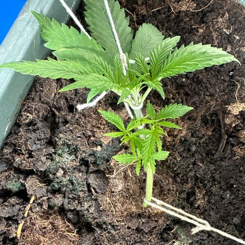 Strawberry Banana Auto growlog timeline photo