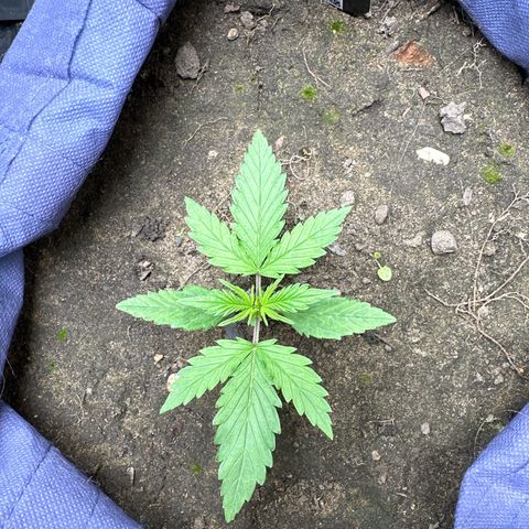 Gorilla Cookies Auto growlog timeline photo
