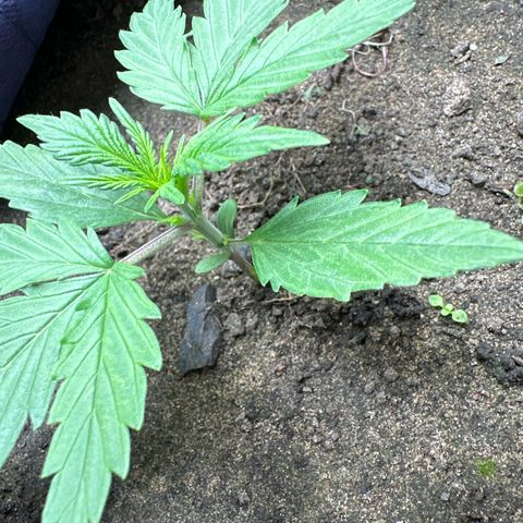 Gorilla Cookies Auto growlog timeline photo
