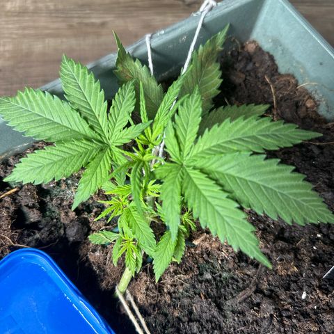 Strawberry Banana Auto growlog timeline photo