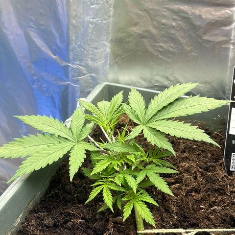 Strawberry Banana Auto growlog timeline photo