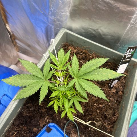 Strawberry Banana Auto growlog timeline photo